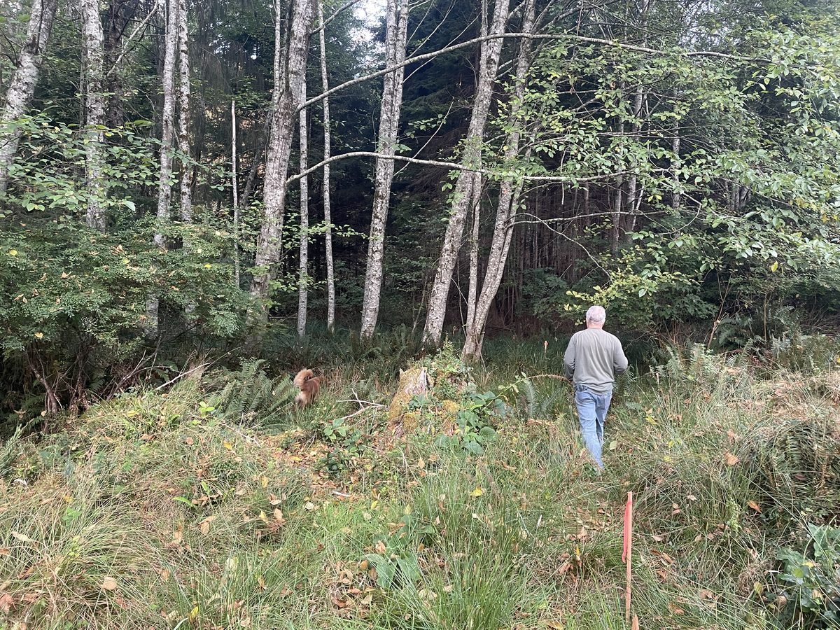 Original site before pond excavation, standing water in wooded area on Vancouver Island property