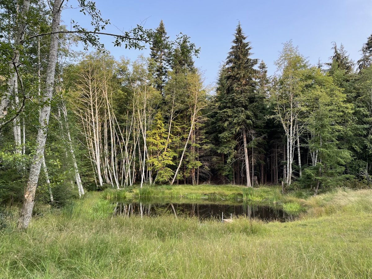 Completed water security pond with reeds and cattails established in the shallows, native grass on banks, trees reflected in still water