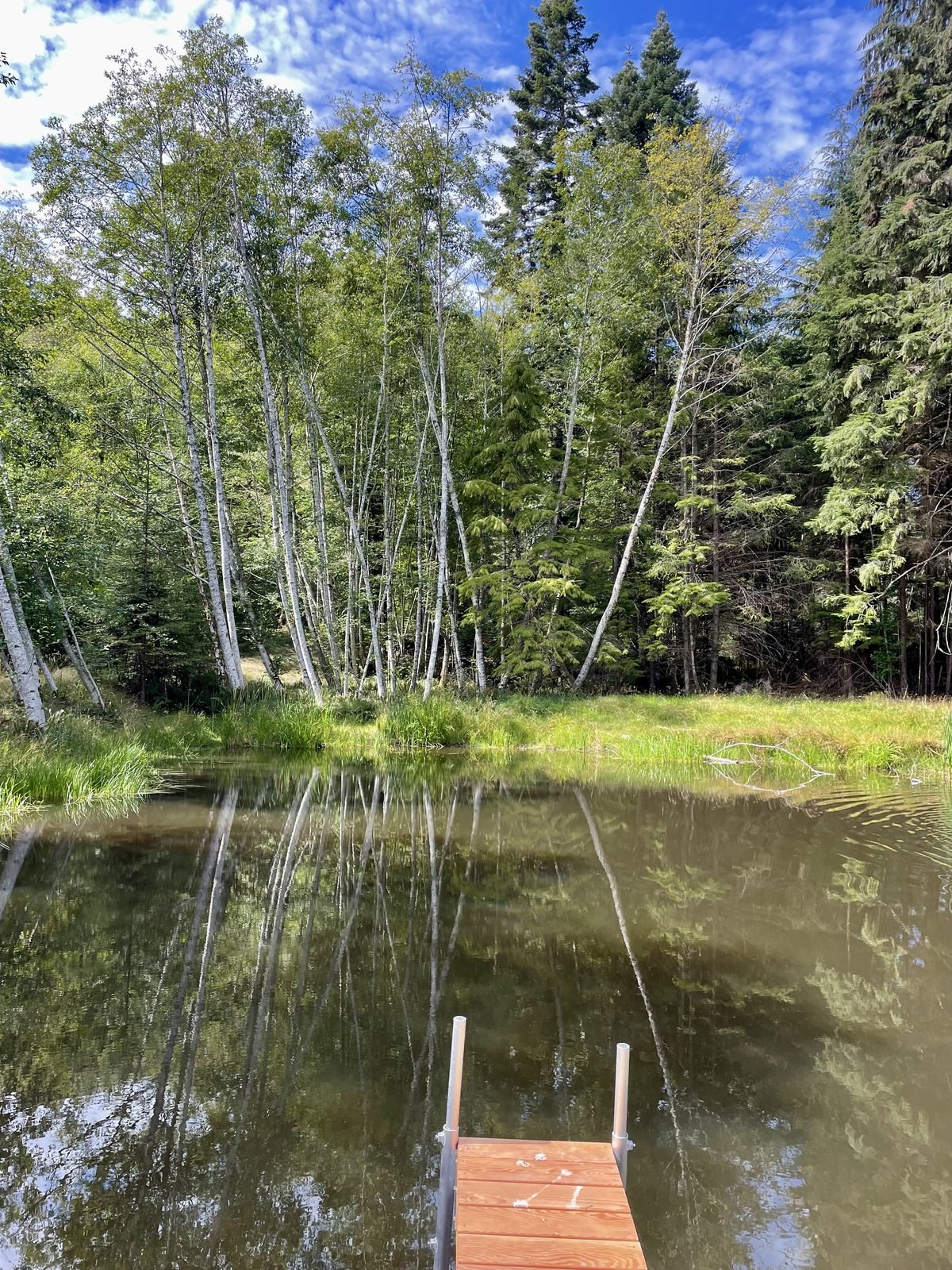 Finished water security pond viewed from the dock, birch and conifer trees surrounding, grassed banks