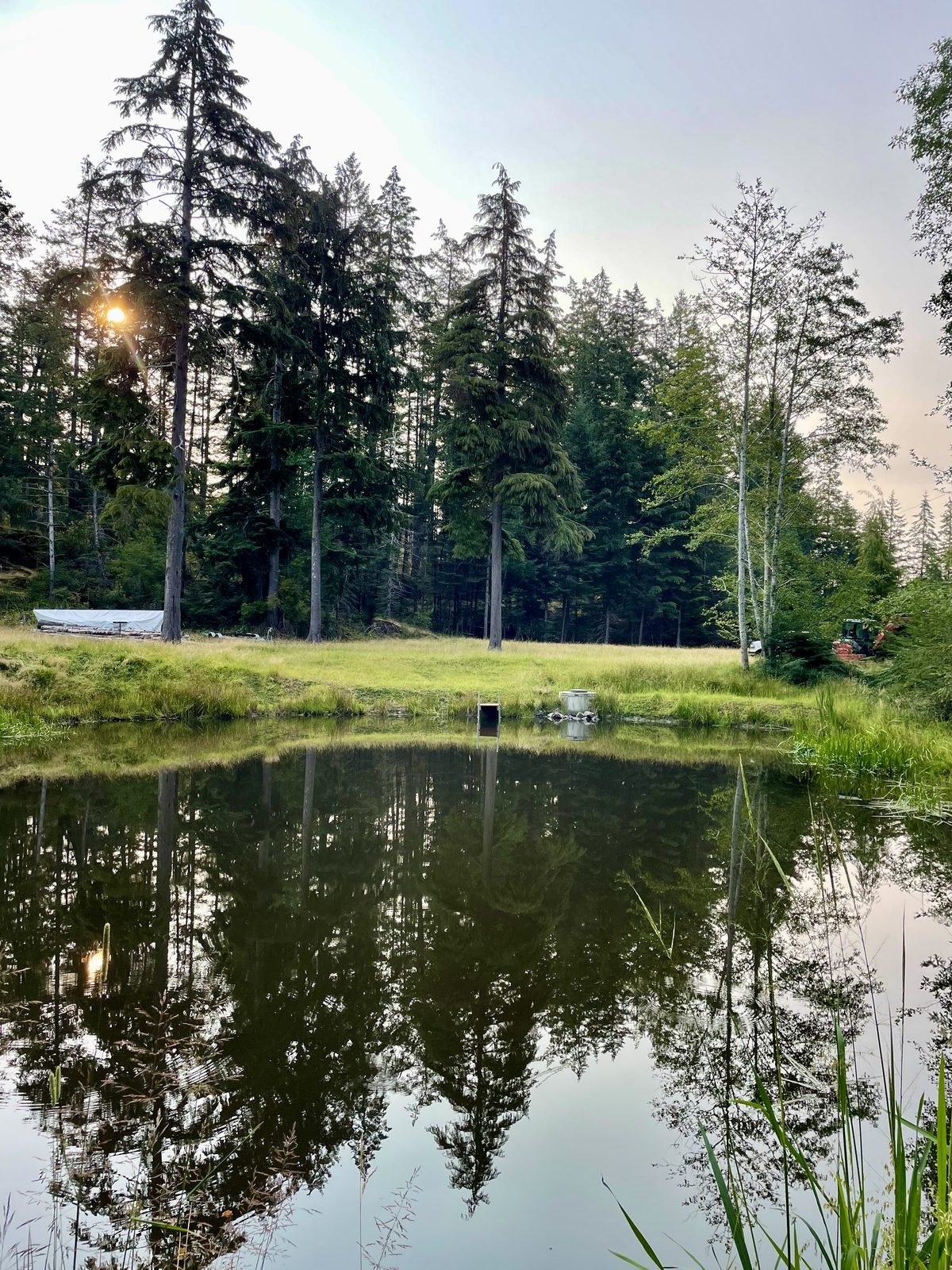 Completed 2.8 million litre water security pond on Vancouver Island at golden hour, with native grass on banks and conifer treeline